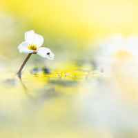 Photo illus 3